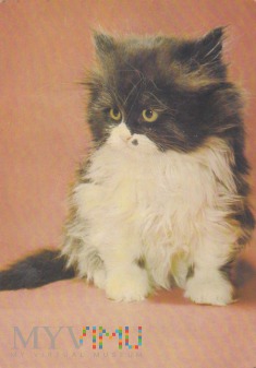 Duże zdjęcie Kotě perské