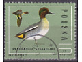 Eurasian Teal (Anas crecca)