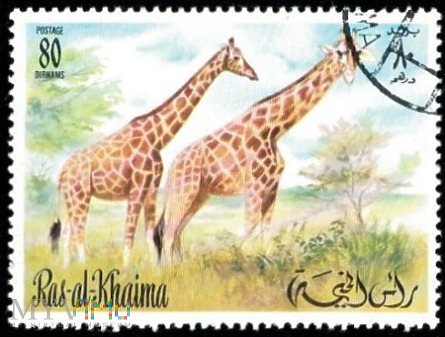 Giraffe (Giraffa camelopardalis)