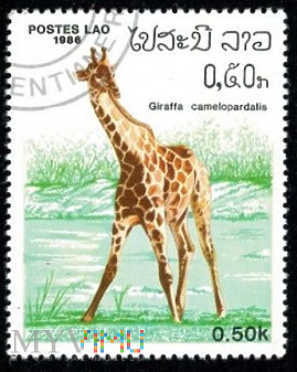 Giraffe in Wildlife
