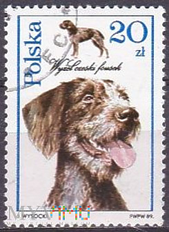 Czeski Fousek (Canis lupus familiaris)