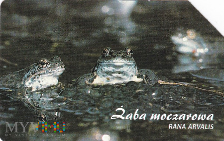 Karta telefoniczna - Żaba moczarowa