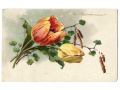 1928 Catharina C. Klein tulipan kwiaty Flowers