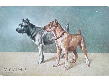 Duże zdjęcie Psy na starej pocztówce ( Peter Luhn Barmen ? )