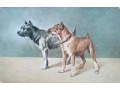 Psy na starej pocztówce ( Peter Luhn Barmen ? )