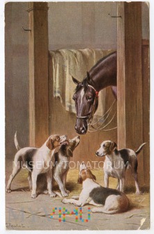 Duże zdjęcie Stajnia, koń i pieski