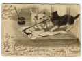 1903 Koty i kocie zabawy z atramentem