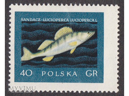 Szlachetne gatunki ryb - 1958