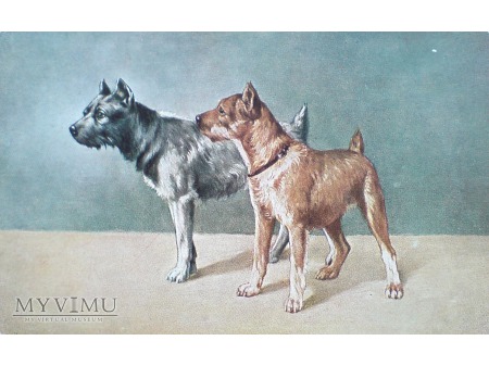 Psy na starej pocztówce ( Peter Luhn Barmen ? )