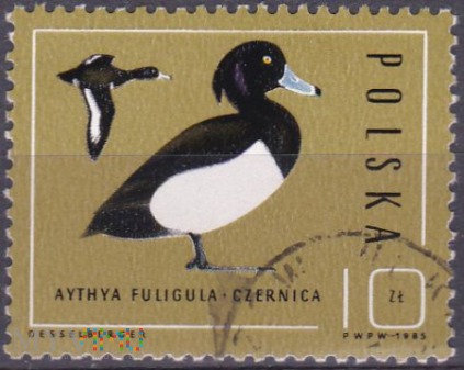 Tufted Duck (Aythya fuligula) - czernica
