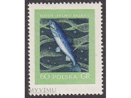 Szlachetne gatunki ryb - 1958