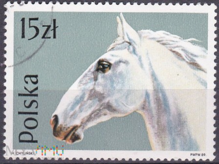 Lippizan (Equus ferus caballus)