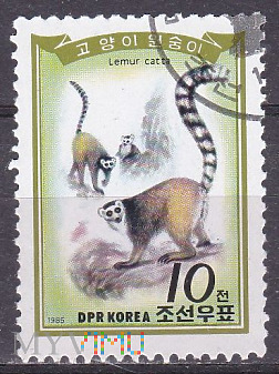 Duże zdjęcie Ring-tailed lemur (Lemur catta)
