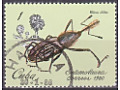 Weevil (Rhina oblita)