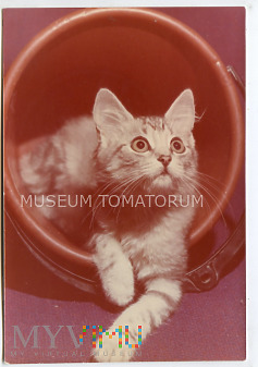 Kot domowy - lata 70-te XX w.