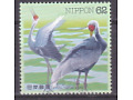 White-naped Crane (Antigone vipio)
