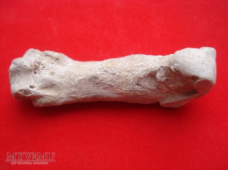 Kość niedźwiedzia jaskiniowego