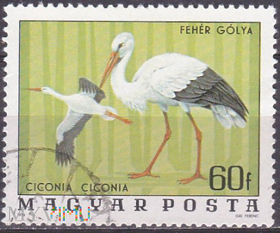 Duże zdjęcie White Stork (Ciconia ciconia)