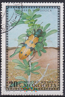 Blister Beetle (Mylabris mongolica)