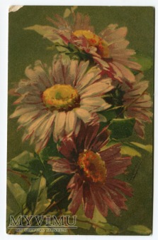 Catharina C. Klein piękne kwiaty Flowers Fleurs