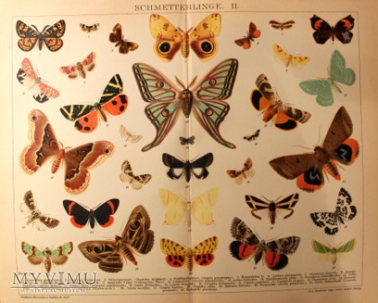 1895 motyle