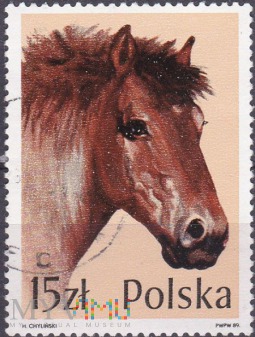 Ardennes Horse (Equus ferus caballus)