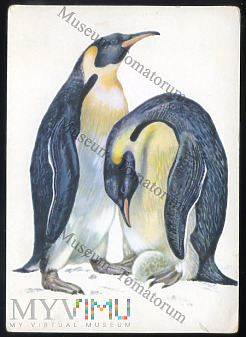 Balcerzak - Pingwin królewski - 1968