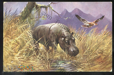 Müller jun. - Hipopotam nilowy - 1920-te