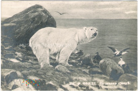 Frize - Niedżwiedż polarny - 1907