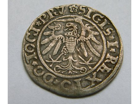 Grosz Elbląski- 1534 r