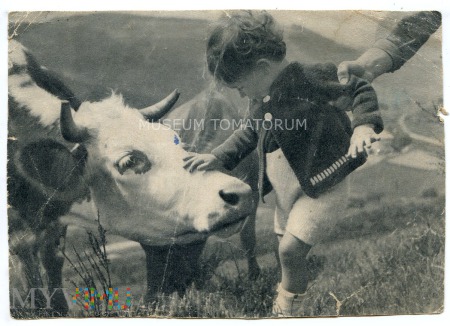Duże zdjęcie Tyrolska krowa - 1942