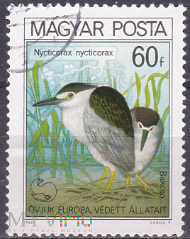 Black-crowned Night Heron (Nycticorax nycticorax)