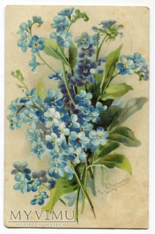 Catharina C. Klein niezapominajki kwiaty Flowers