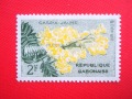 Cassia jaune