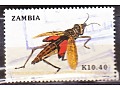 Pyromorphid Grasshopper (Dictyophorus sp.)
