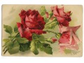 Catharina C. Klein piękne róże kwiaty Flowers