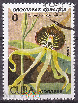 Duże zdjęcie Epidendrum cochleatum