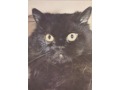 Kočka perská černa