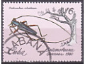 Longhorn Beetle (Pinthocoelium columbinum)