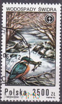 Common Kingfisher (Alcedo atthis), Swidra Waterfal