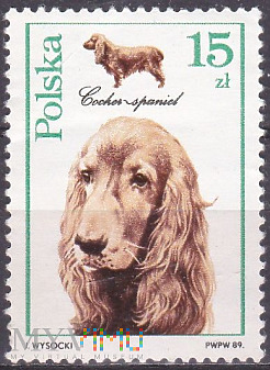 Cocker-Spaniel (Canis lupus familiaris)