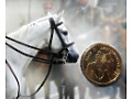 Konie na monetach
