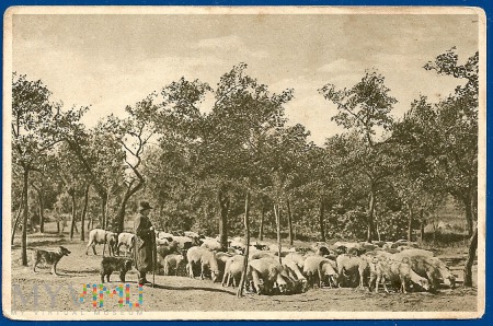 Malownicze pastwiska-około 1915.a