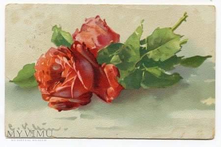 Catharina C. Klein róże kwiaty Roses Flowers