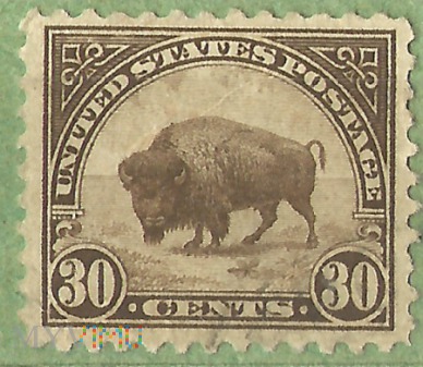 Duże zdjęcie American Bison