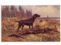 Müller - Pies - Wyżeł na polowaniu