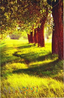 Duże zdjęcie Dróżka wśród drzew