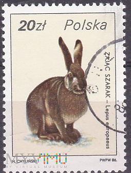 European Hare (Lepus europaeus)