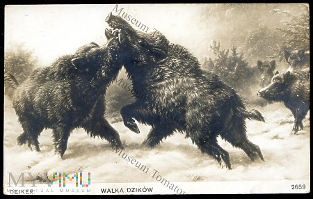 Duże zdjęcie Deiker - Walka dzików - pocz. XX wieku