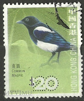 Common Magpie
